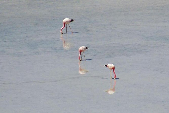 Day Tour to Laguna De Salinas - Private Day Tour to Laguna De Salinas
