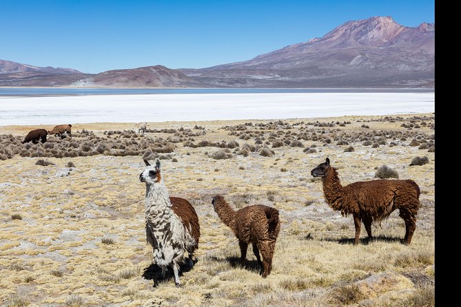 Day Tour to Laguna De Salinas - Flora and Fauna of Laguna De Salinas