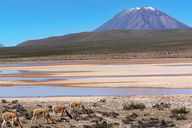 Day Tour to Laguna De Salinas - Weather Conditions and Minimum Travelers