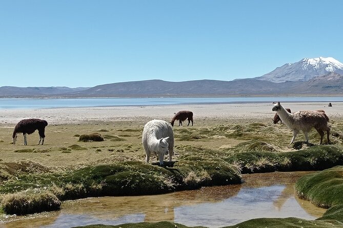 Day Tour to Laguna De Salinas - Common Questions