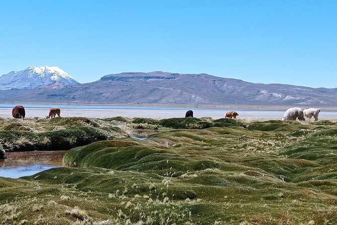 Day Tour to Laguna De Salinas - The Sum Up