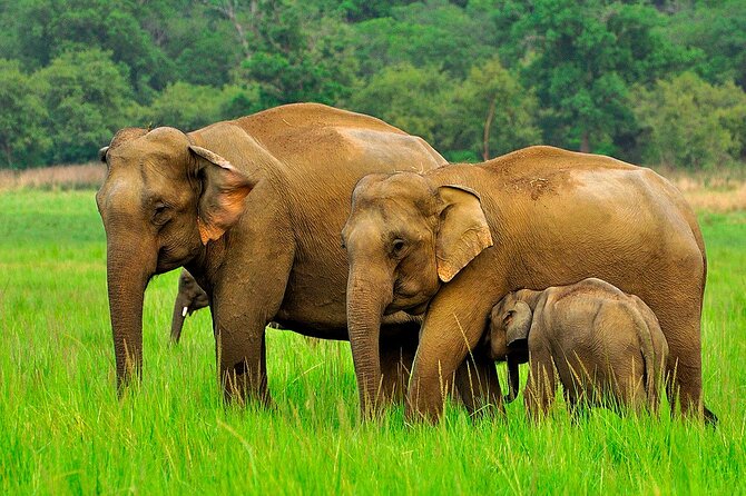 Day Tour to Minneriya National Park,Sigiriya & Dambulla From Kandy - Overview and Itinerary