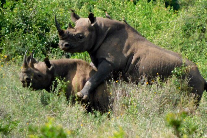 Day Tour to Nairobi National Park and Giraffe Center - Operational Information