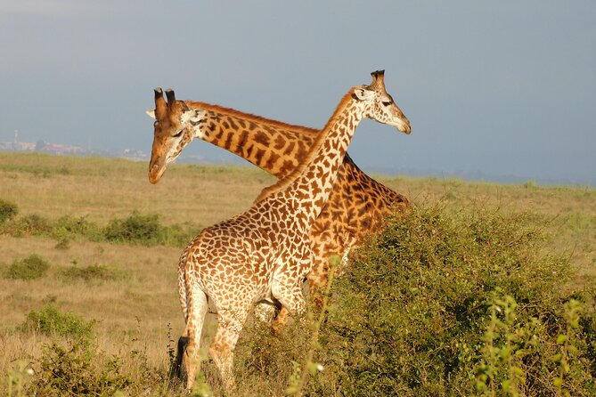 Day Tour to Nairobi National Park and Giraffe Center - Refund Policy