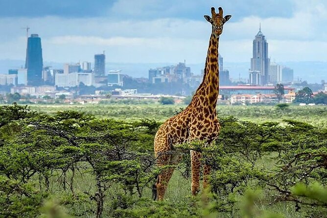 Day Tour to Nairobi National Park and Giraffe Center - Itinerary Overview