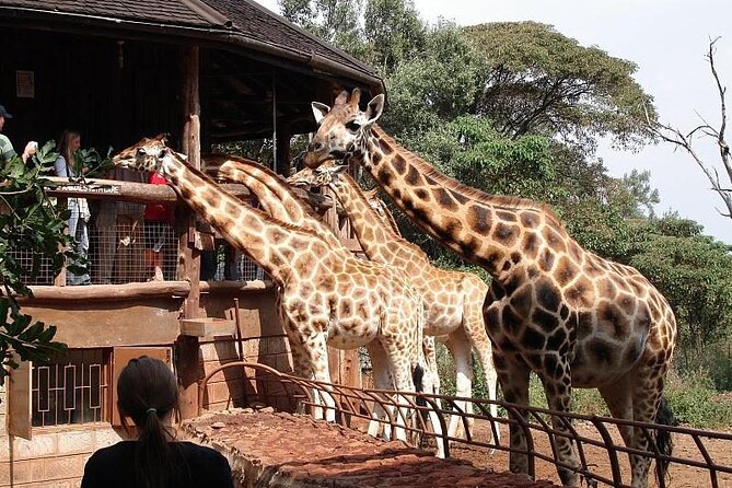 Day Tour to Nairobi National Park and Giraffe Center - Customer Reviews