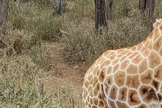 Day Tour to Nairobi National Park, Elephants, and Giraffe Center - Reservation Information