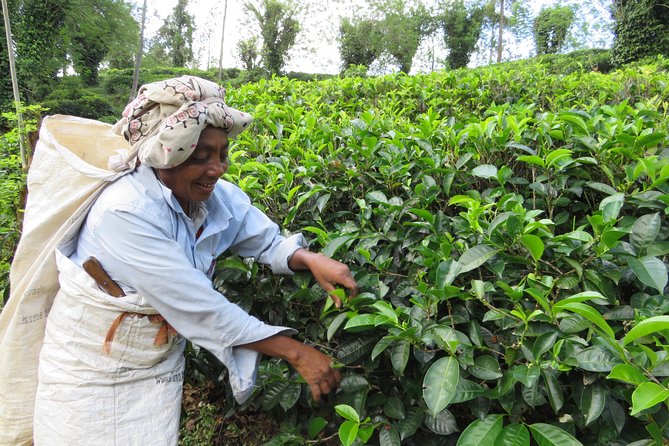 Day Tour to Nuware Eliya (Littel England) From Kandy - Reservation and Duration