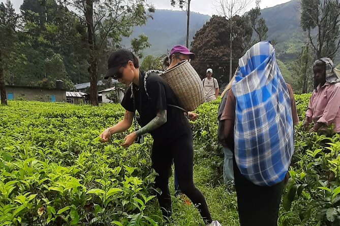 Day Tour to Nuwareeliya (Little England) From Kandy - Tour Highlights