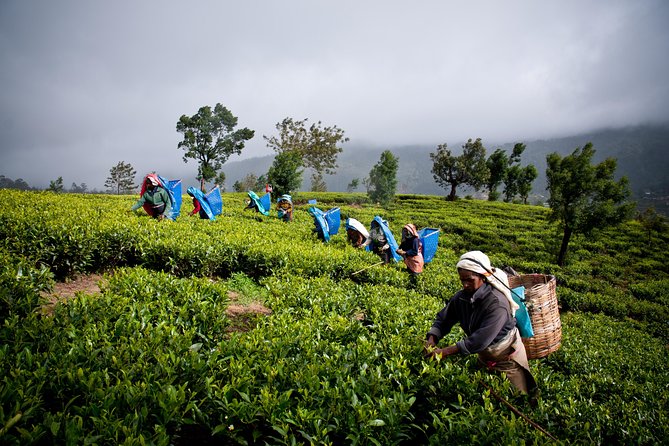 Day Tour to Nuwareeliya (Little England) From Kandy - The Sum Up