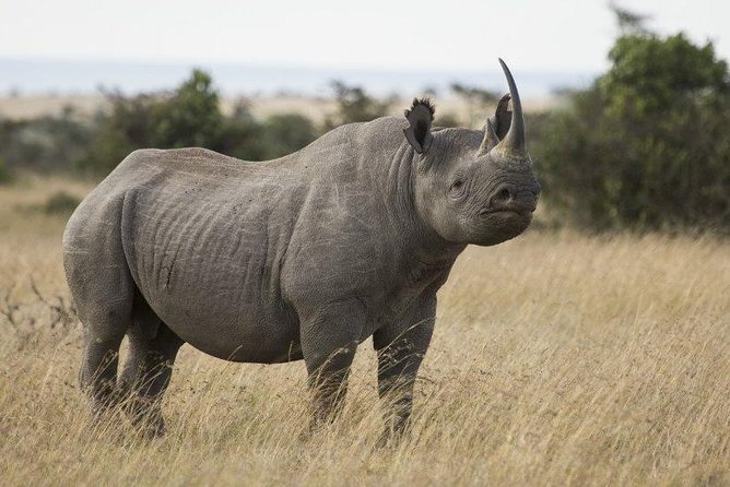 Day Tour to Ol Pejeta Conservancy - Price and Inclusions