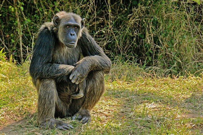 Day Tour to Ol Pejeta Conservancy - The Sum Up