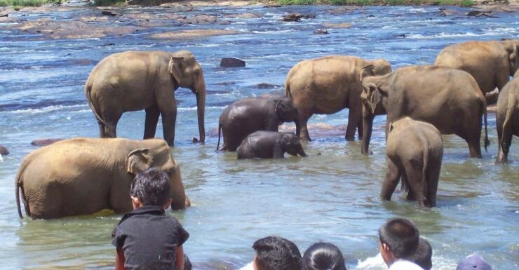 Day Tour to Pinnawala Elephant Orphanage With Indika - Good To Know