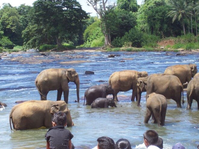 Day Tour to Pinnawala Elephant Orphanage With Indika - Tour Highlights