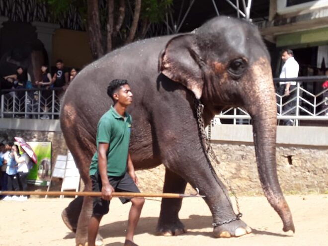 Day Tour to Pinnawala Elephant Orphanage With Indika - Inclusions and Exclusions