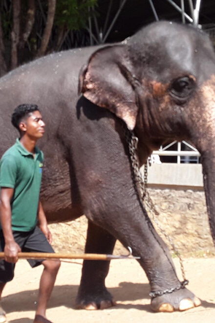 Day Tour to Pinnawala Elephant Orphanage With Indika - What to Bring