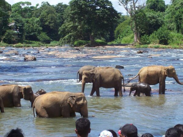 Day Tour to Pinnawala Elephant Orphanage With Indika - Frequently Asked Questions