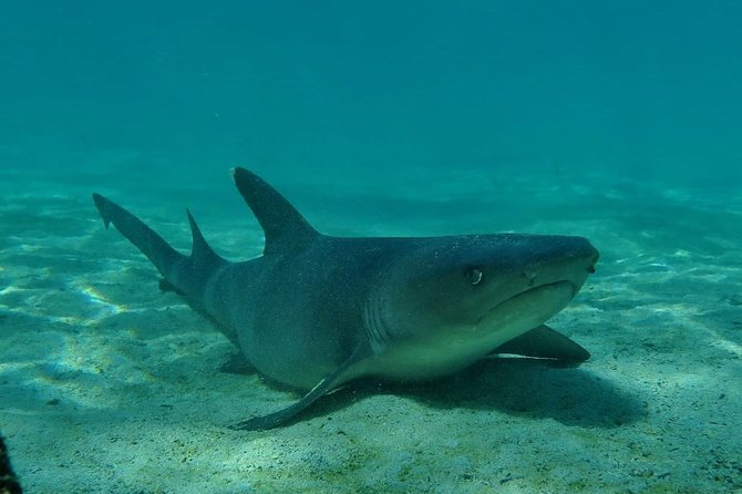 Day Tour to Pinzón Island and La Fé/Palmitas Bay With Snorkeling and Fishing - Tour Highlights