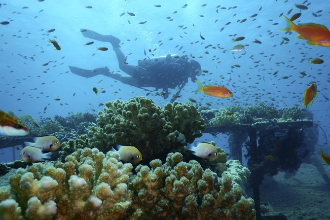 Day Tour to Red Sea Ain EL Sokhna From Cairo - Whats Included