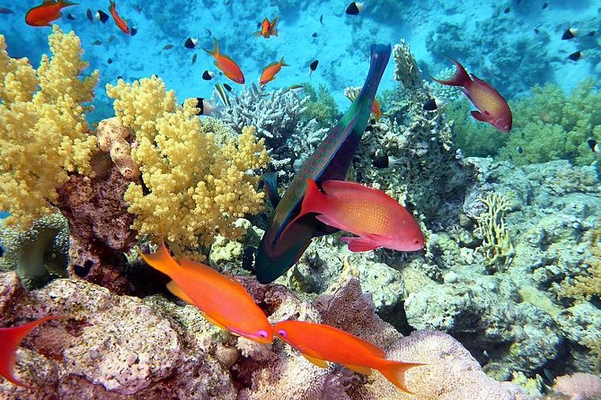 Day Tour to Red Sea Ain EL Sokhna From Cairo - Additional Info