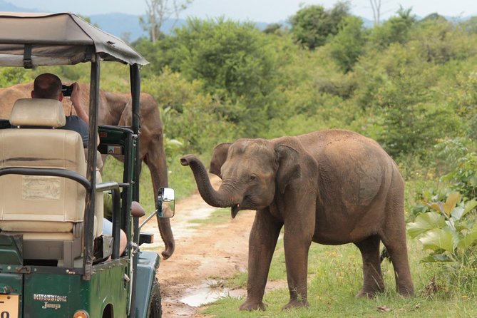 Day Tour to Udawalawe From Colombo - Tour Information