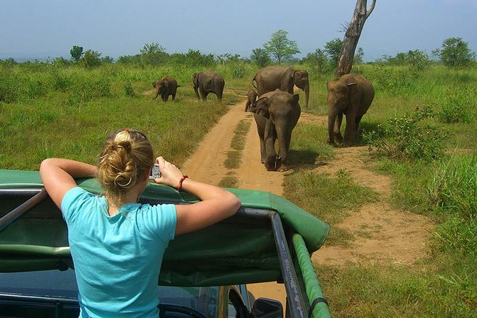 Day Tour to Udawalawe From Colombo - Safari Experience