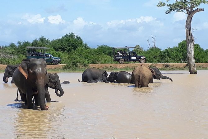 Day Tour to Udawalawe From Colombo - Travel Tips