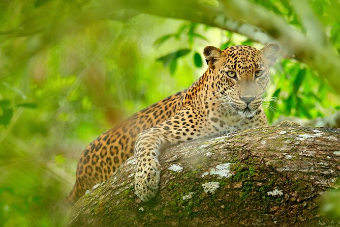Day Tour to Wilpattu National Park From Colombo - Tour Highlights