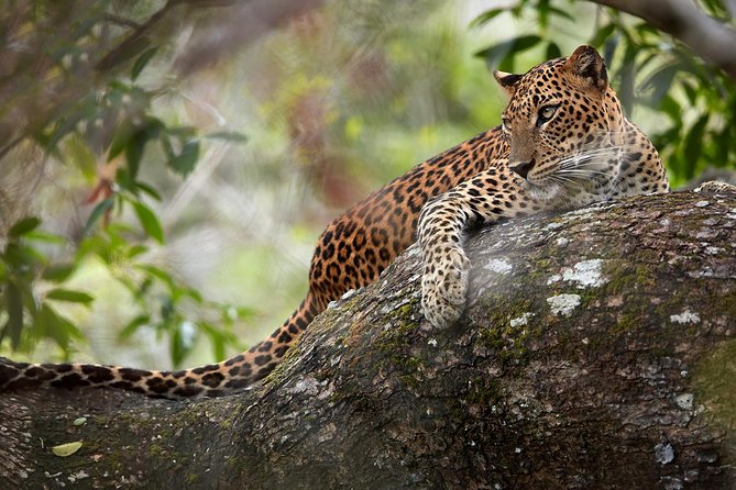 Day Tour to Wilpattu National Park From Colombo - Itinerary