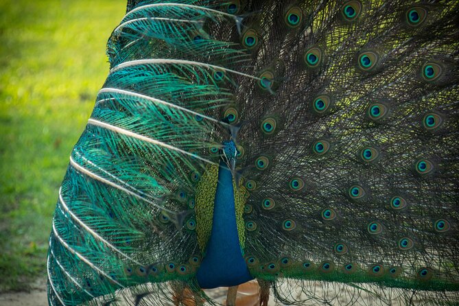 Day Tour to Wilpattu National Park From Colombo - Wildlife Encounters