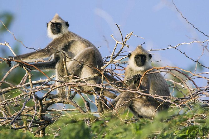 Day Tour to Wilpattu National Park From Colombo - Tips for a Successful Tour