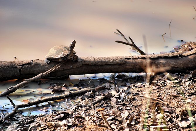 Day Tour to Wilpattu National Park From Colombo - Common Questions
