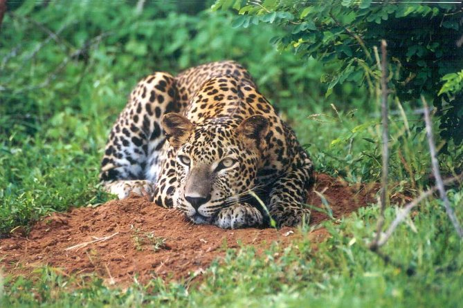 Day Tour to Wilpattu National Park From Colombo - The Sum Up