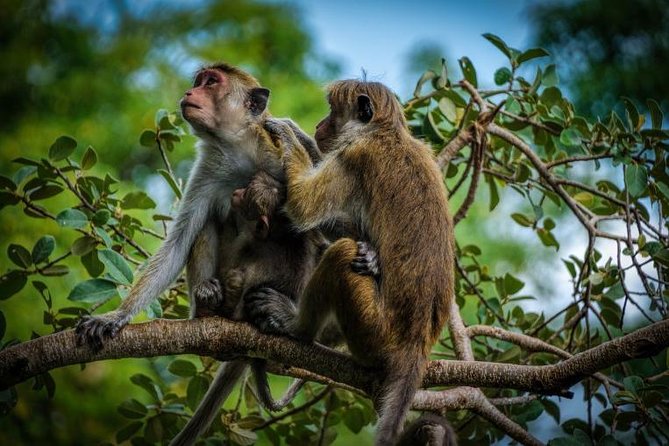 Day Tour to Wilpattu National Park From Negombo - Safari Experience