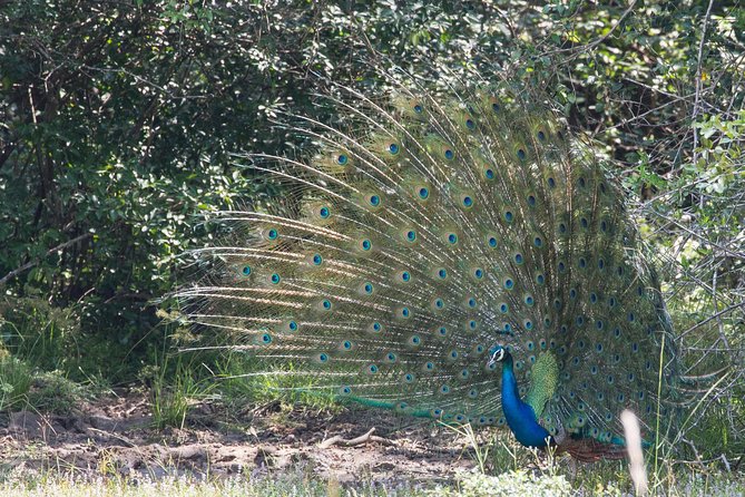 Day Tour to Wilpattu National Park From Negombo - Inclusions and Amenities