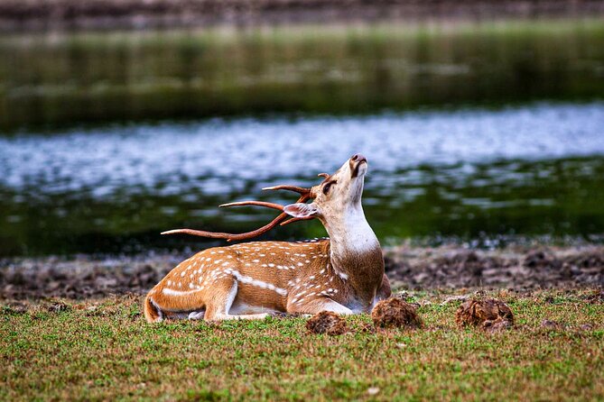 Day Tour to Wilpattu National Park From Negombo - Booking and Cancellation Policy