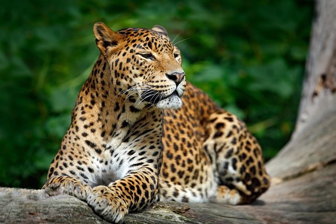 Day Tour to Wilpattu National Park From Negombo - The Sum Up