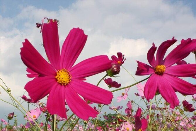 Day Tour to Yutoku Inari Shrine & Sachihime Sake Brewery| Fukuoka - Who will this tour suit best?