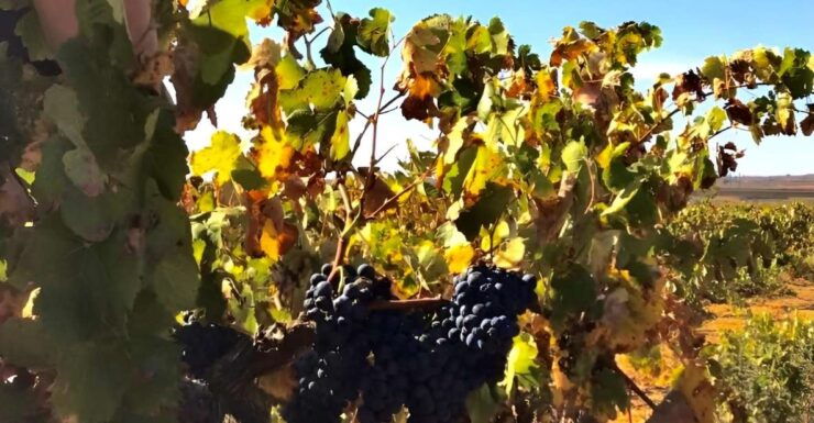 Day Tour Wine Tasting, Dinner, Visit to Local Liquor Factory - Experience Highlights