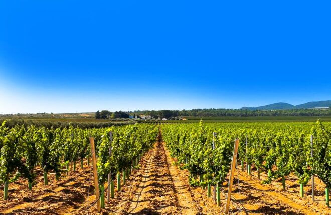 Day Tour Wine Tasting, Dinner, Visit to Local Liquor Factory - Reservation Process
