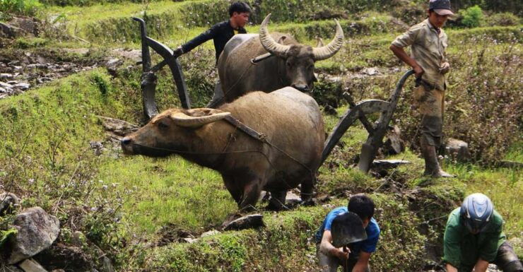 Day Trek Adventure With Local Guides - Experience and Itinerary