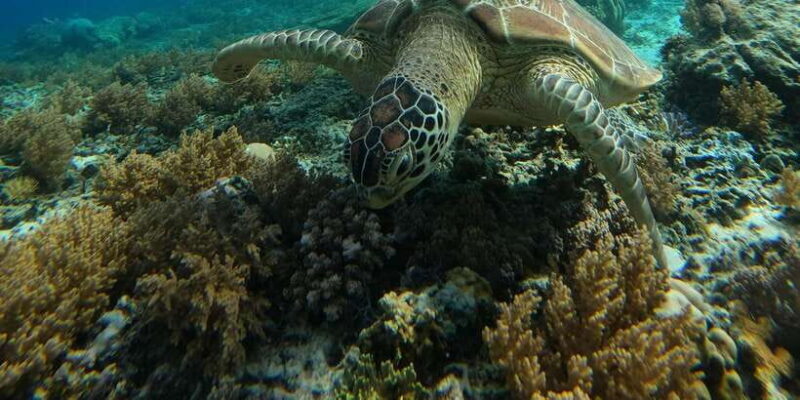 Day Trip 5 Secret Giilis in West South of Lombok - FAQ