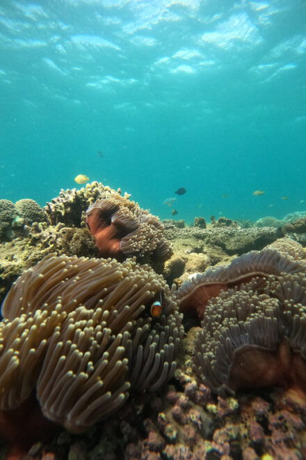 Day Trip 5 Secret Giilis in West South of Lombok - Inclusions and Exclusions