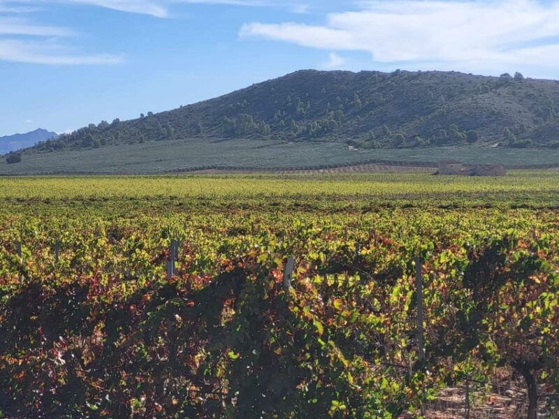 Day Trip and Discover the Heart of Alicante’s Wine Country! - Itinerary Highlights