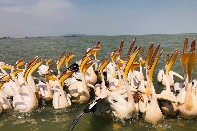 Day Trip Bahir Dar, Lake Tana and Blue Nile Falls Tours - Tour Highlights
