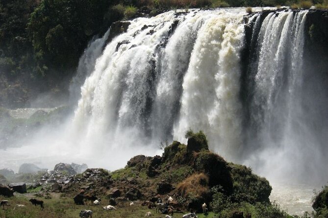 Day Trip Bahir Dar, Lake Tana and Blue Nile Falls Tours - Meeting and Pickup Details