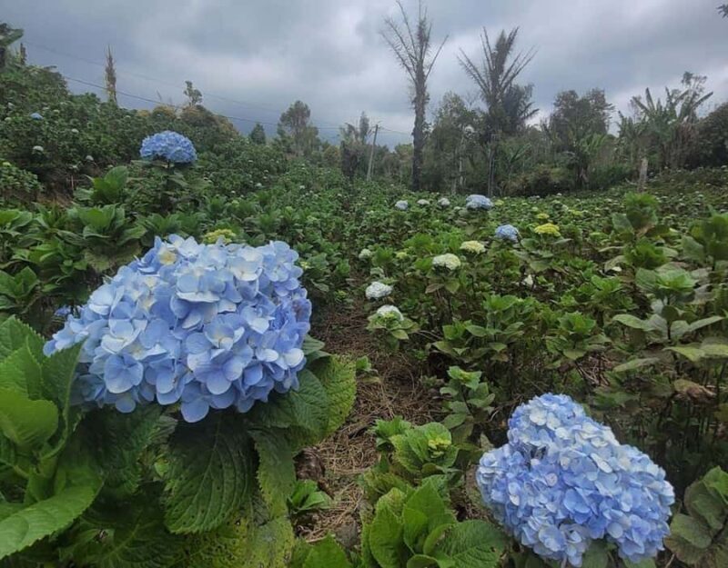 day trip bali: ulundanu,handara gate,banyumala waterfalls - Good To Know