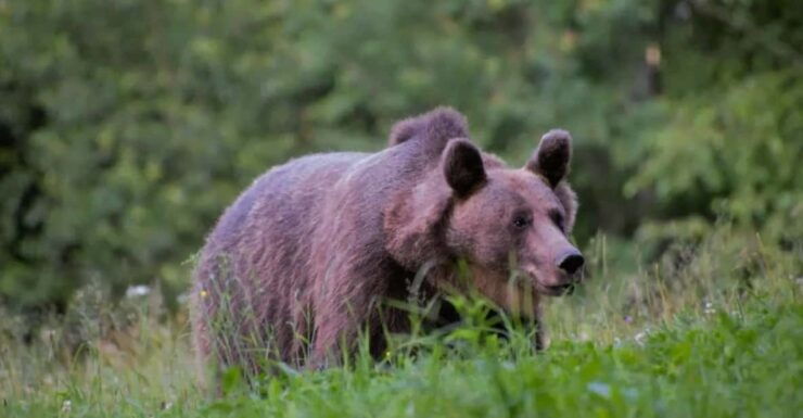 Day Trip & Bear Watching in the Land of Volcanoes - Itinerary and Activities