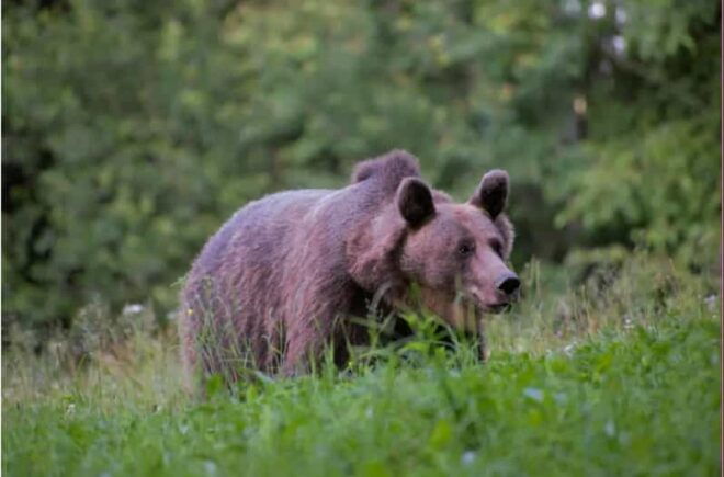 Day Trip & Bear Watching in the Land of Volcanoes - Transportation Details