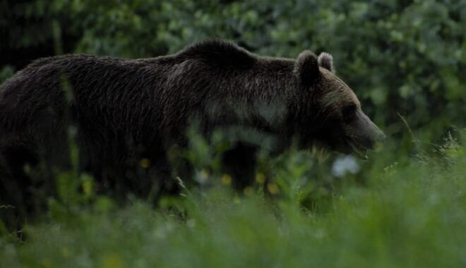 Day Trip & Bear Watching in the Land of Volcanoes - Frequently Asked Questions